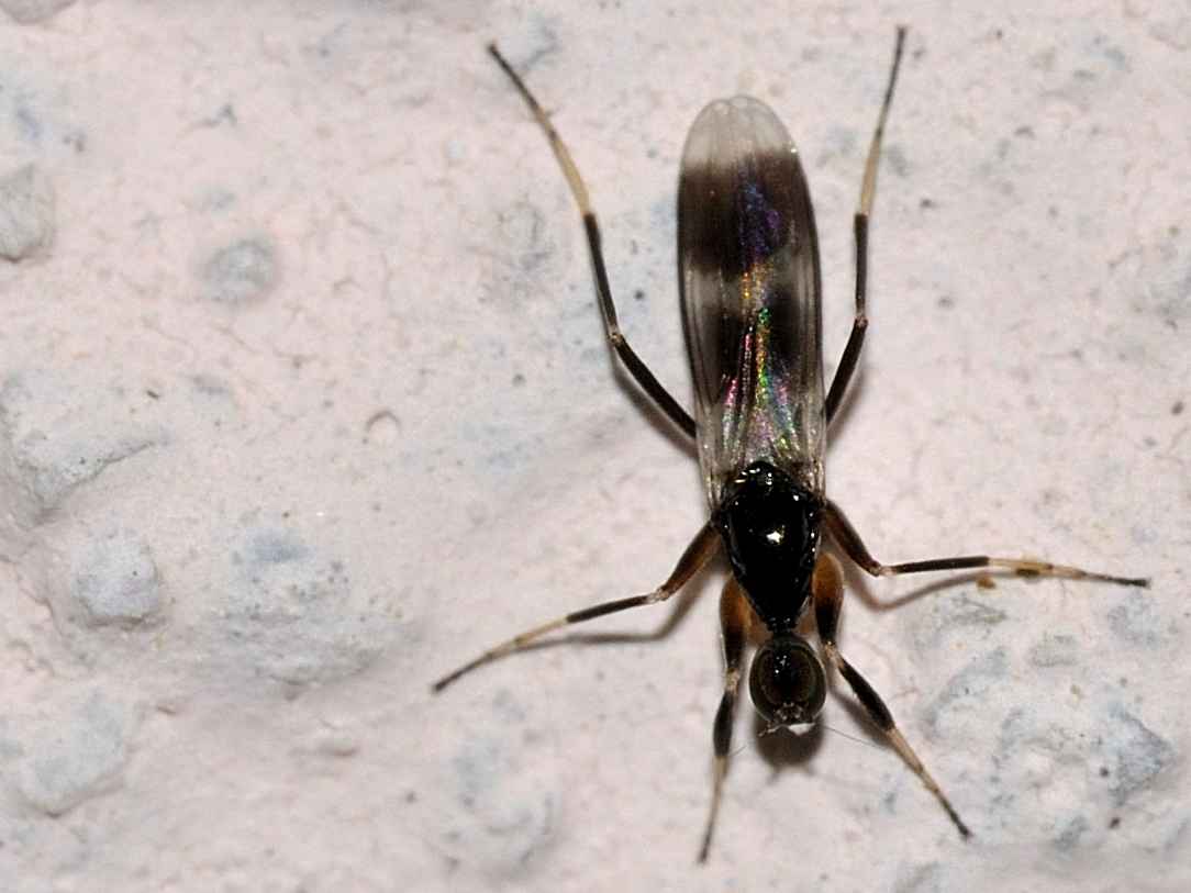Tachydromia sp.